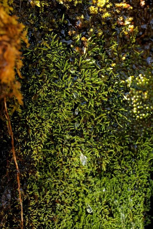 Moss 3 